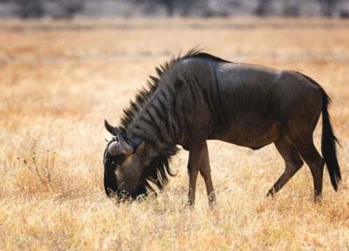 Maasai Mara